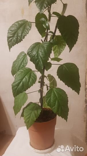 Китайская роза