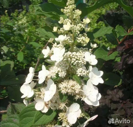 Гортензия метельчатая