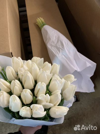 Тюльпаны оптом 8 марта (белые Update)