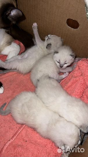 Сиамские котята