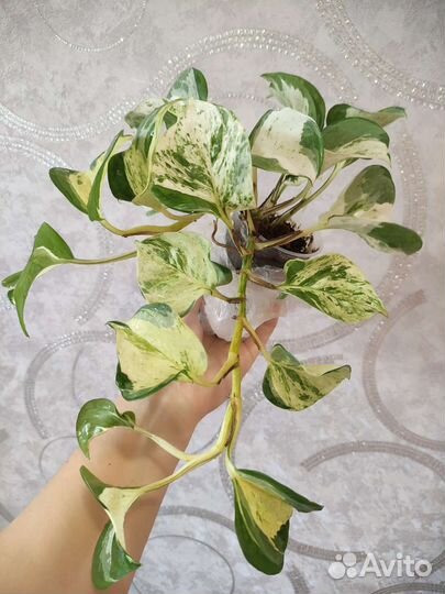 Эпипремнум тайский клон