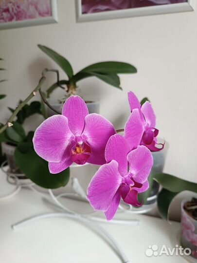 Продам орхидеи