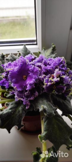 Фиалки продажа