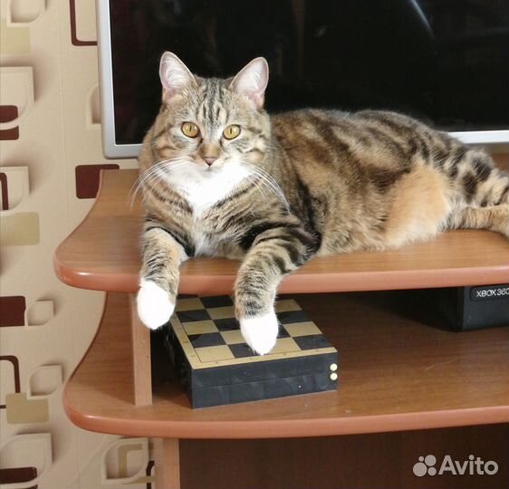 Кошки в добрые руки бесплатно