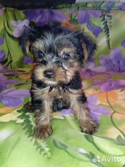 Йоркширский терьер