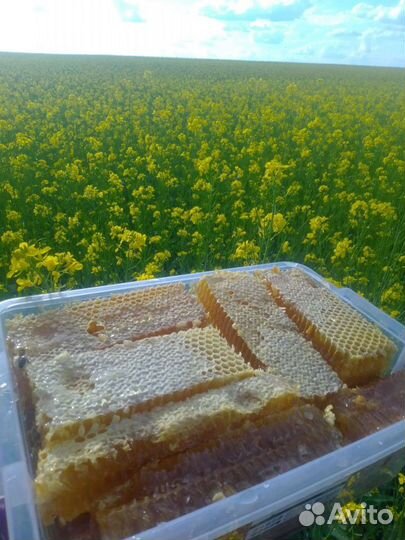 Соты, меда 2024: гречишный, разнотравье, цветочный