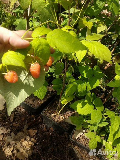 Саженцы ремонантной и простой малины 15 сортов