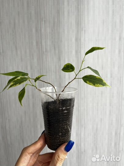 Фикус бенджамина кинки