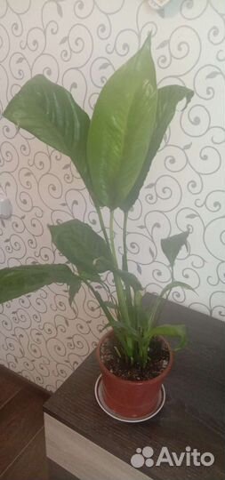 Комнатные цветы