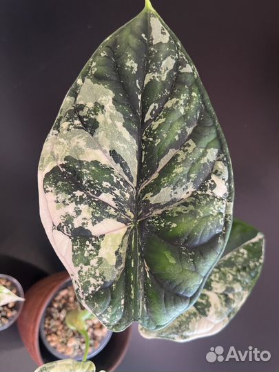Алоказия Шкура дракона вариегатная