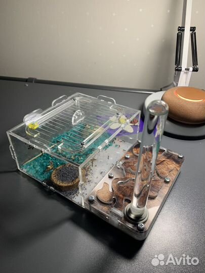 Муравьиная ферма