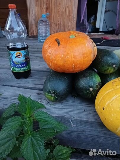 Тыквы, кабачки