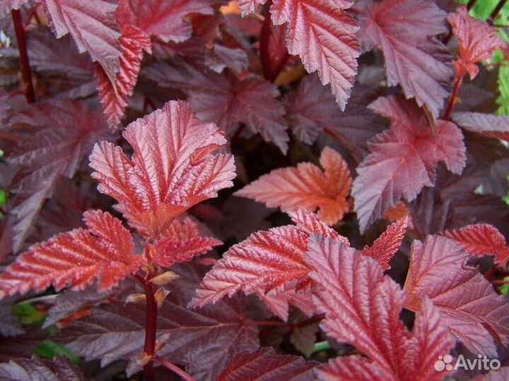 Пузыреплодник Леди ин Ред