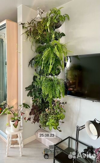 Фитостена из живых растений