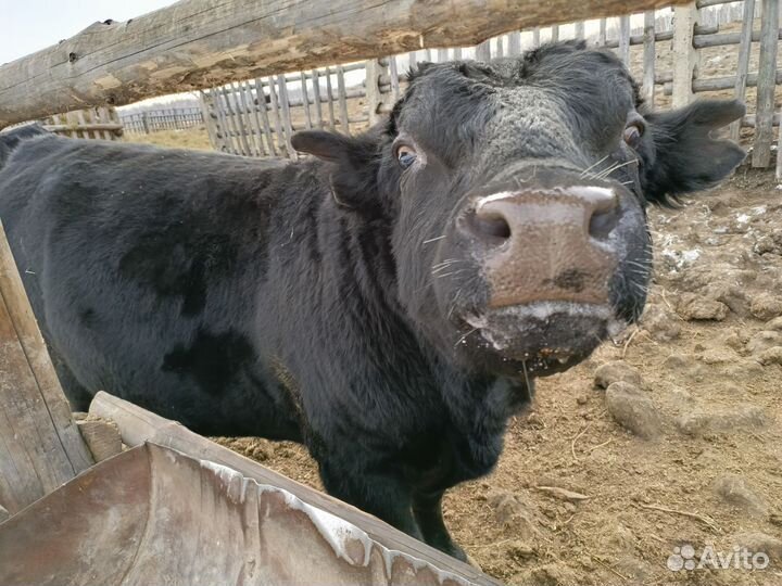 Быки на племя абердин