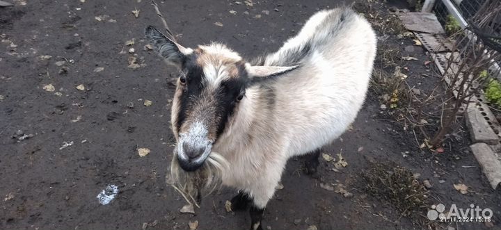 Продаю козу на мясо