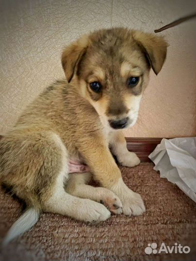 Щенята в добрые руки