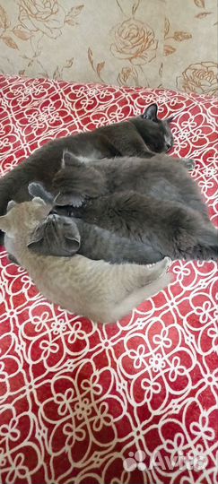 Британские котята