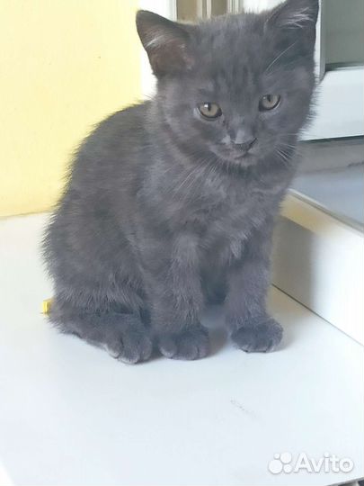 Отдам бесплатно