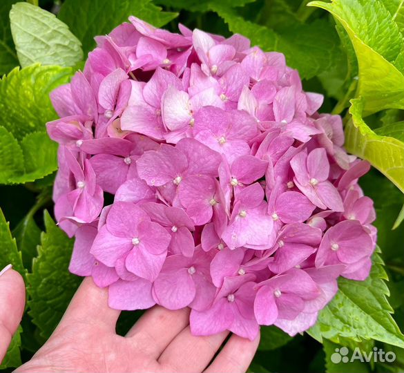 Гортензия крупнолистная