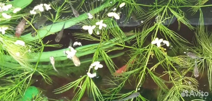 Мальки гуппи, хелены, креветки