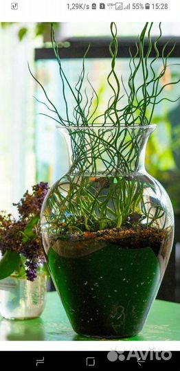 Джункус спиралис