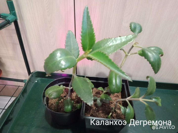 Комнатные растения