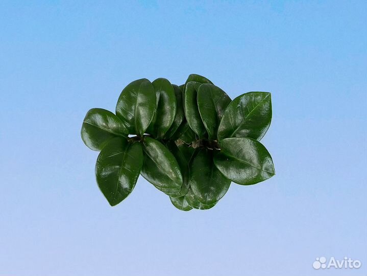 Замиокулкас Зензи 7/15