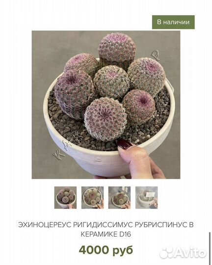 Кактусы Италия