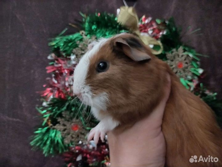 Морская свинка девочка 1 мес