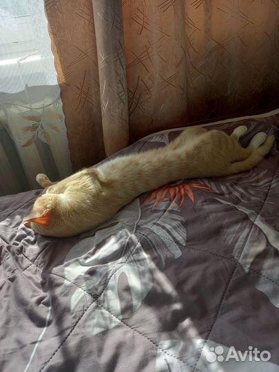 Кот в добрые руки