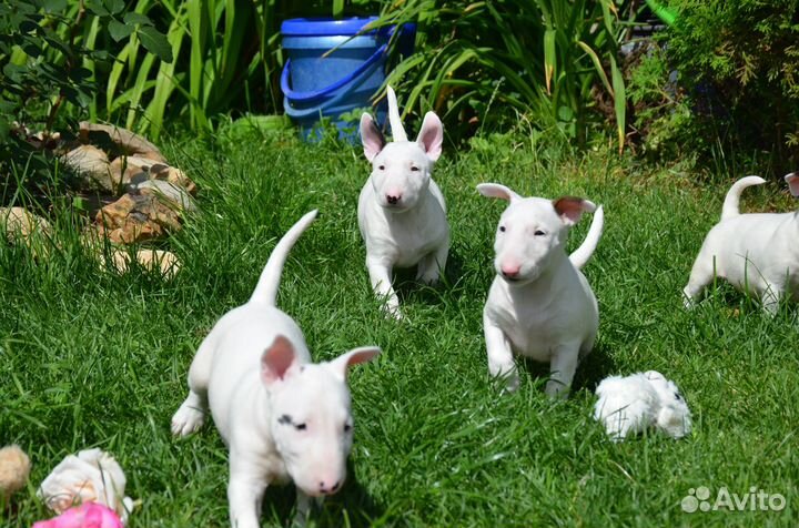 Щенки бультерьера стандартного