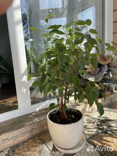 Фикус бенджамина