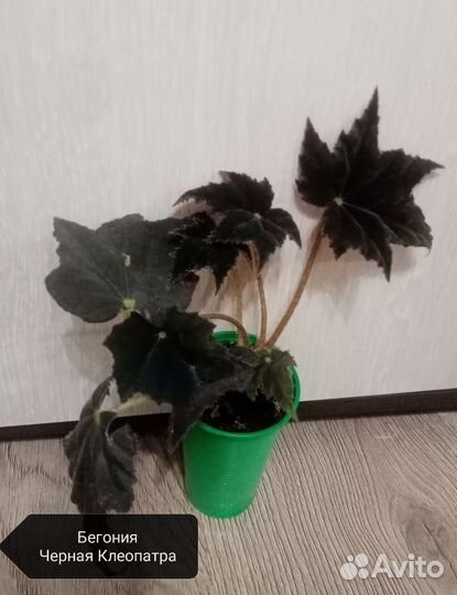 Бегония Черная Клеопатра