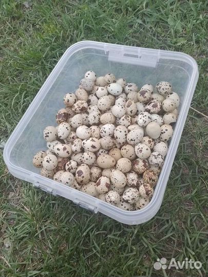 Яйца перепелиные, домашние