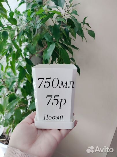 Горшок для цветов, дисхидия, сциндапсус