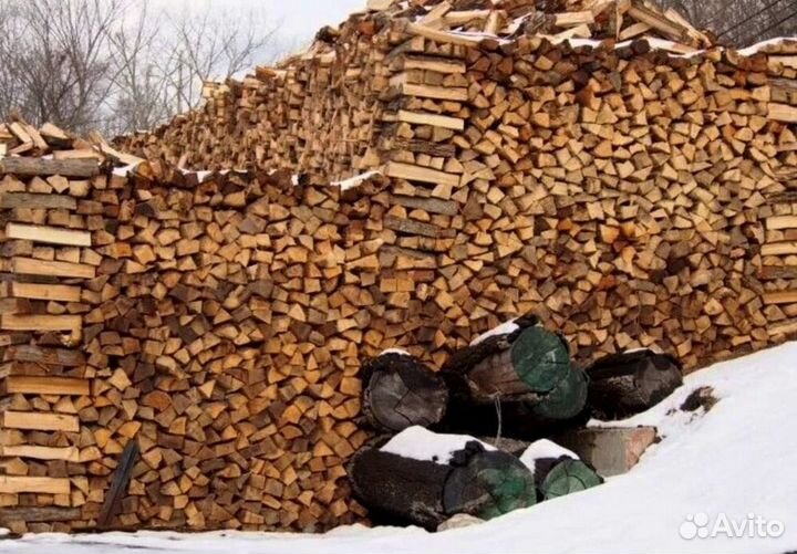 Береза на выбор