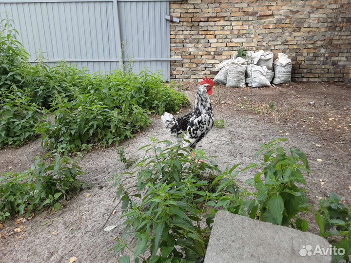 Молодняк птицы