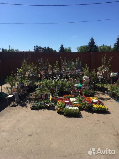 Саженцы яблони груши сливы вишни черешни Щелковица