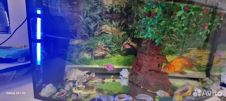 Аквариум