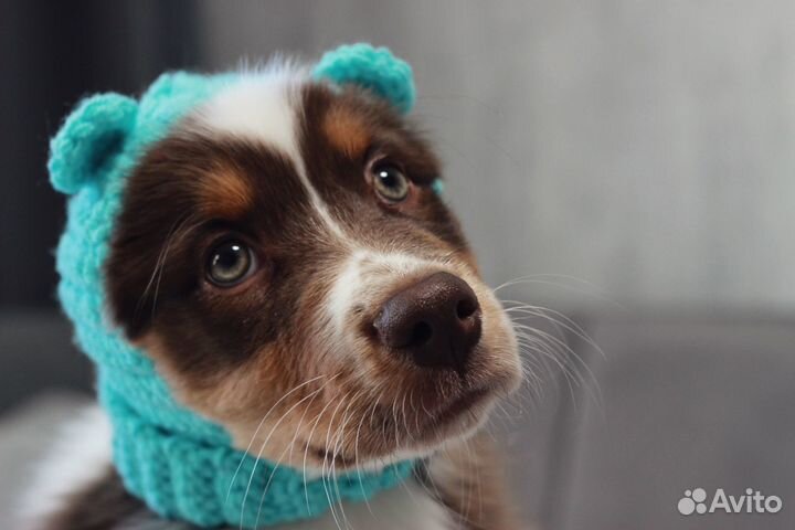 Вязаная шапочка ручной работы для собаки
