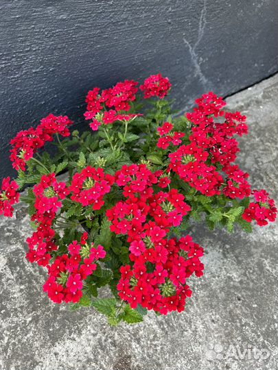 Вербена вегетативная осень