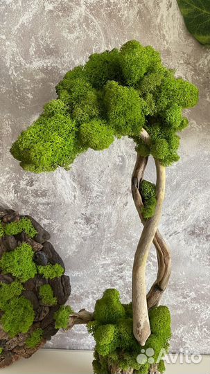 Дерево Bonsai