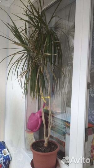 Драцена, фикус, юкка, диффенбахия, сансивеерия