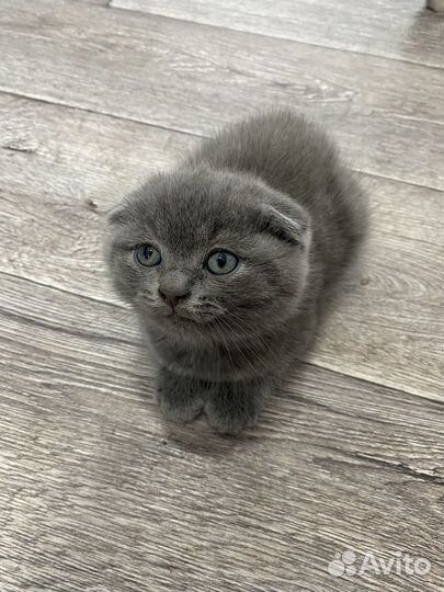 Шотландские вислоухие котята