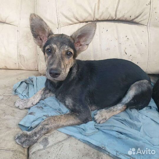 Собаки щенки бесплатно