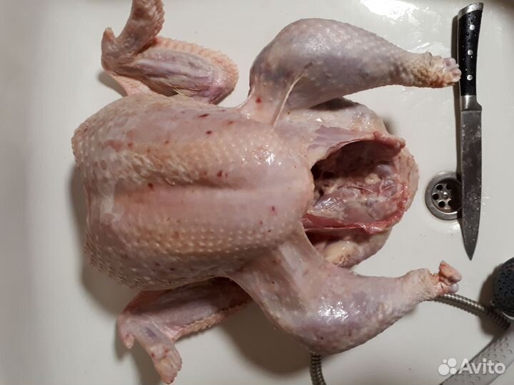 Мясо птицы Куры суповые Цыплята бройлер Тушенка