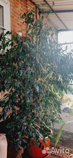 Фикус бенджамина