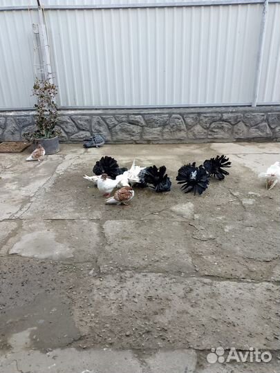 Продажа голубей