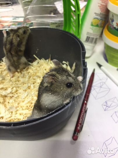 Джунгарский хомяк стандарт